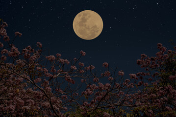 Full moon on the sky with flowers tree branch at night.