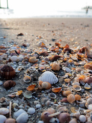 Scattered lots of shells and clams on the beach 