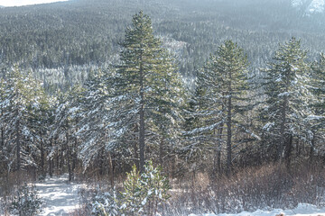 Trebevic forest