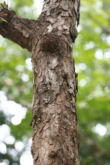Wooden Bark in the garden , Close up Texture