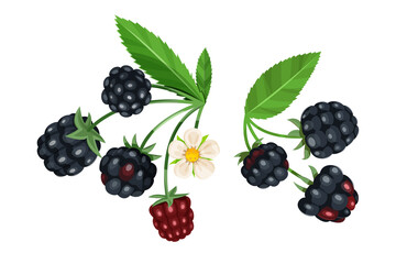 Vector set of blackberry with leaves and flower isolated on a white background.