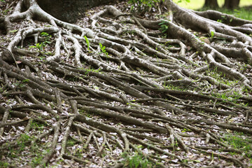 Wooden Bark in the garden , Close up Texture