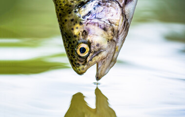 Fishing. Rainbow trout fish jumping. The rainbow trout in the lake. Trouts in the green water of a...