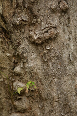 Wooden Bark in the garden , Close up Texture