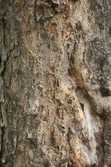 Wooden Bark in the garden , Close up Texture