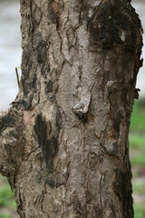 Obraz premium Wooden Bark in the garden , Close up Texture