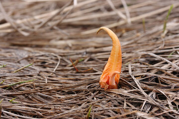 Orange sprout of a field plant among the old fallen grass after the snow has melted