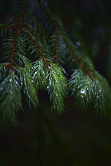 Beautiful ukrainian nature. Small branches of fresh pine with water drops in misty forest  during rainy day. Carpathian Mountains, Ukraine