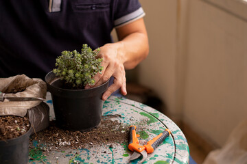 Small-leaved succulent held by out-of-focus man