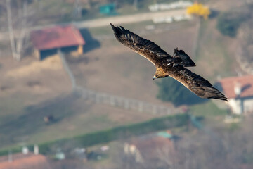 Aquila reale