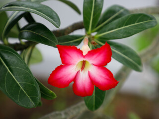 Flor do deserto rosa 