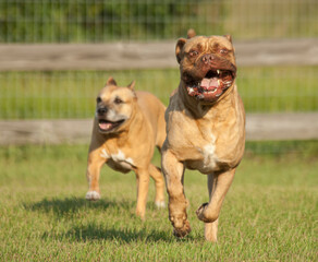 French Mastiff  Bulldog dogs running in grass