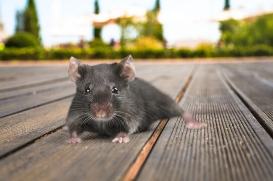 A cute little rat stands in street or park.