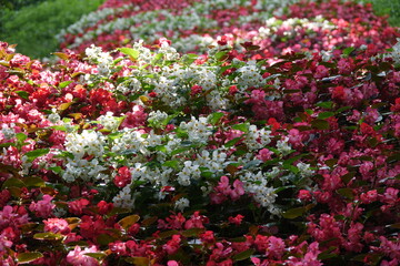 Fototapeta premium Sommerblumen