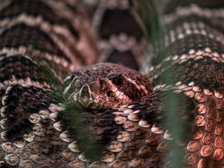 Closeup shot of details on a patterned python