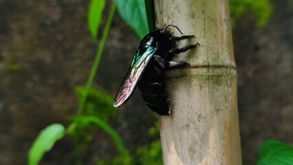 Black bumble bee on the wood
