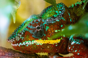 Closeup of a Panther chameleon on a blurred background