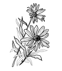 Black and white spring summer flowers of chamomile drawn by hand white isolated. Design elements in freehand style for create greeting card, wedding invitation, fliers, fabric, textile.