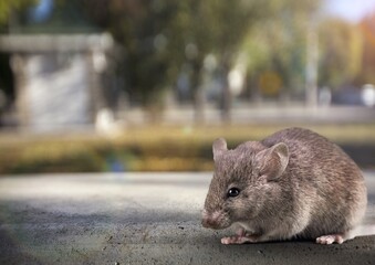 A cute little rat stands in street or park.