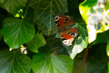 European peacock butterfly (Aglais io) sitting on green leaf in Zurich, Switzerland