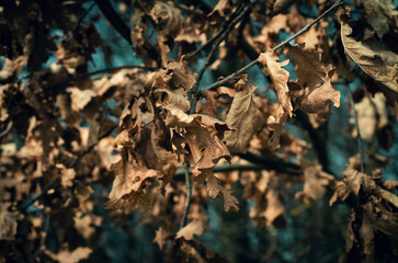 Dry twisted oak leaves on the branches. Blue dark blurred sky background. Depressed autumn landscape.