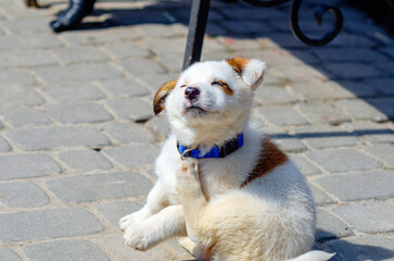 Little cute white dog with red spots basking in the sun. The dog closed his eyes and scratched his neck. Pets.
