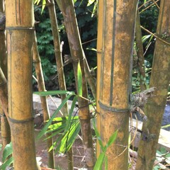 close up of segment Yellow bamboo (Bambusa vulgaris var. striata) is a type of domesticated/cultivated bamboo.