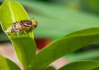 Closeup shot of an Eristalinus megacephalus fly sitting on a plant's leaf