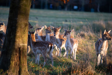Beautiful shot of a deer herd in the phoenix park in Dublin, Ireland