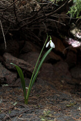 Gentle white snowdrops on the background of the forest in the evening sunlight
Snowdrop or common snowdrop (Galanthus nivalis) flowers. In the forest in the wild in spring snowdrops bloom.
