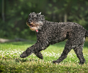Labradoodle dog running on lawn