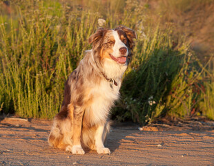 Austrailian Cattle Dog-Border Collie mix