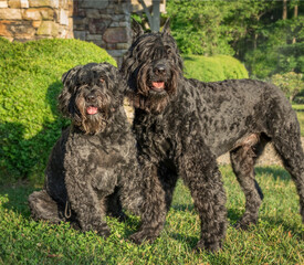 Bouvier des Flandres dogs