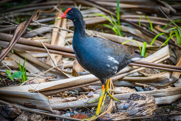 Closeup of the Hawaiian gallinule, Gallinula galeata sandvicensis.