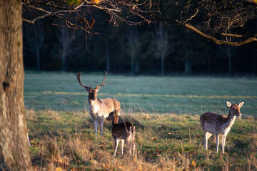 Close-up shot of a herb of deers in phoenix park in Dublin, Ireland, Europe