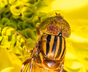 Closeup macro shot of an Eristalinus megacephalus fly headshowing mesh of its eye