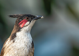 Closeup side shot of a Red Whiskered Bulbul