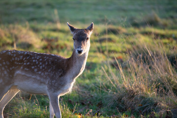 Beautiful shot of a deer in the phoenix park in Dublin, Ireland
