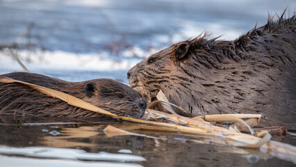 Beaver and kit on a bay © Bernie Larson/Wirestock Creators