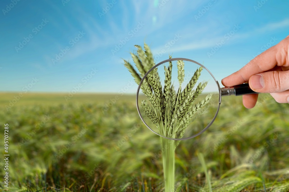 Wall mural Hands holds magnifying glass screen wheat seed with sunflare on field. Wheat farming production concept.