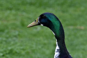 Grün schillernder Kopf eines Laufentenerpels (Nahaufnahme)