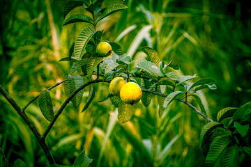 Closeup of a guava tree in Waimea Valley, Oahu, Hawaii