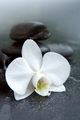Naklejka na ściany i meble White orchid flower and stone with water drops isolated