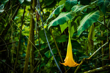 Closeup of a yellow trumpet flower on a tree in Waimea Valley, Oahu, Hawaii