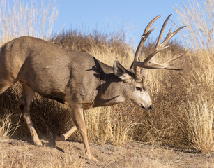 Buck Mule Deer in Autumn in Colorado