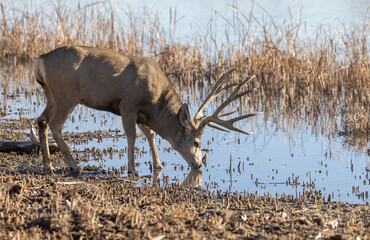 Buck Mule Deer in Autumn in Colorado