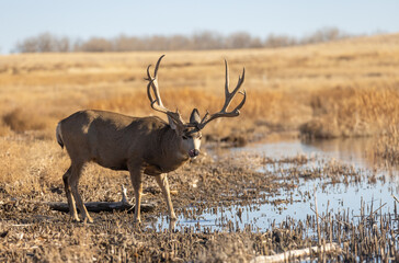 Buck Mule Deer in Autumn in Colorado