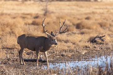 Buck Mule Deer in Autumn in Colorado