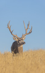 Buck Mule Deer in Autumn in Colorado