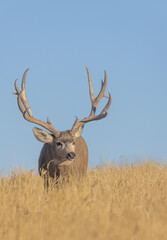 Naklejka na ściany i meble Buck Mule Deer in Autumn in Colorado